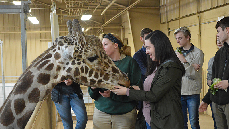 Feeding Giraffe
