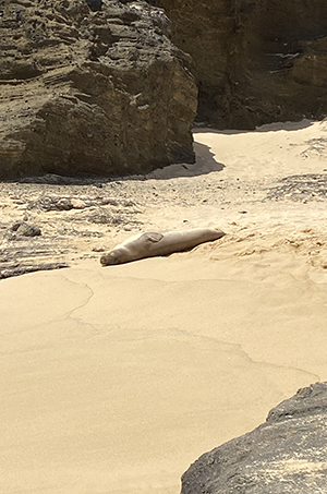 Monk seal