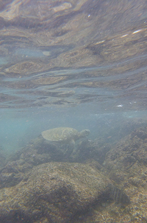 Sea Turtle