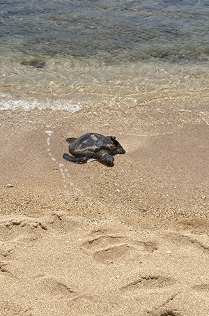 Turtle
