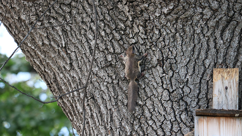 A Southern Flying Squirrel near a nesting box