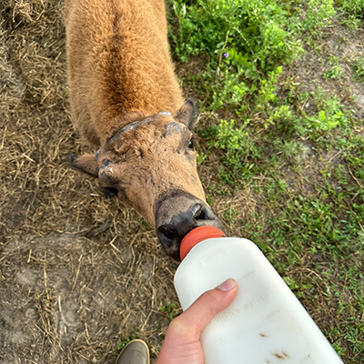 Feeding a Foster Bison