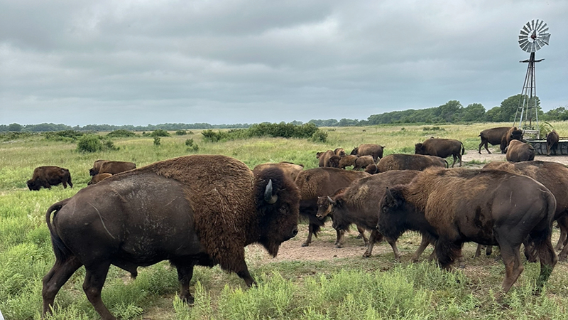 Bison Herd